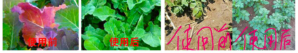 山东先丰达肥业有限公司使用对比图_03.jpg